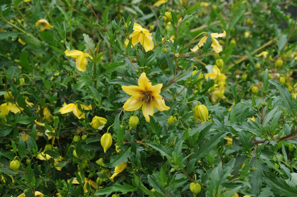 clematis 'Mongolian Gold'