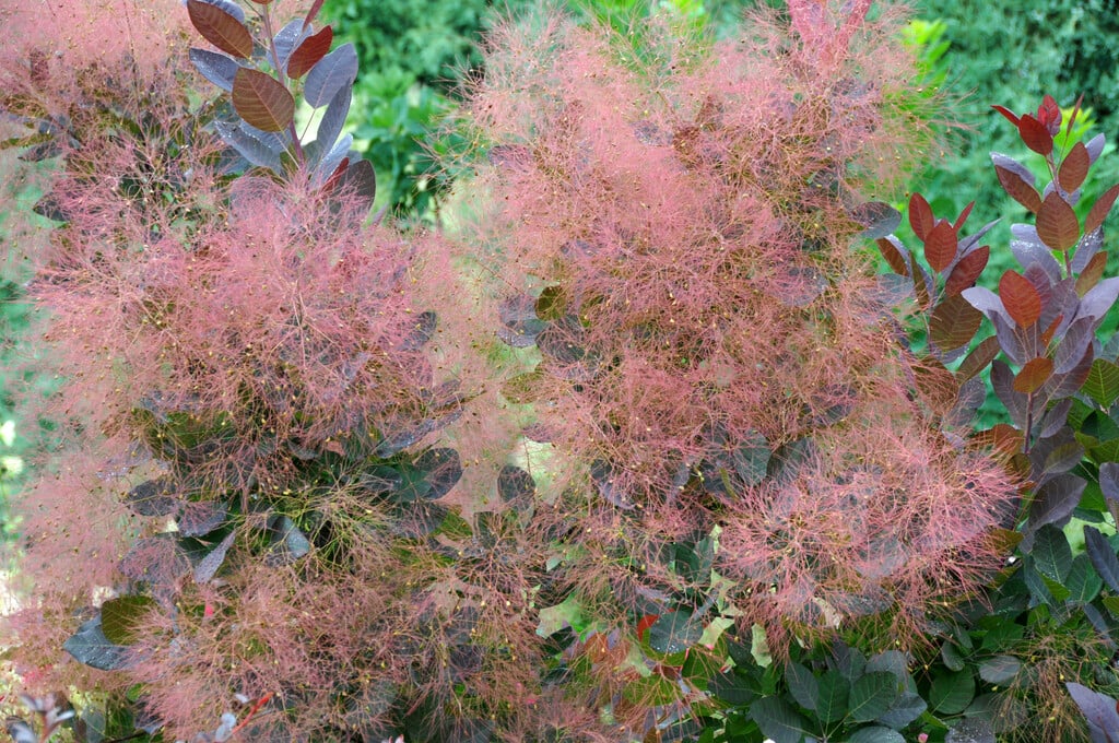 smoke tree