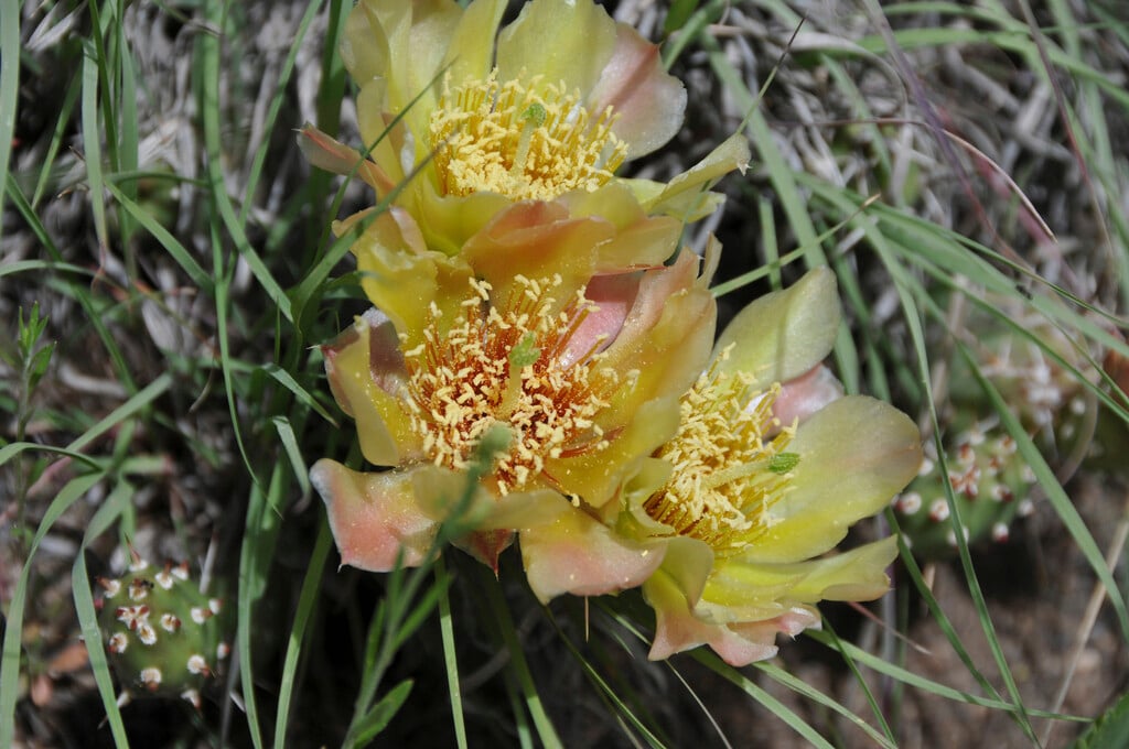 brittle cactus