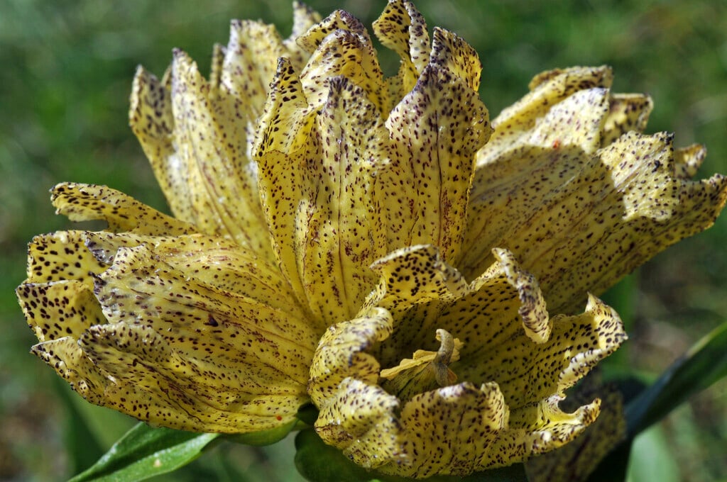 dotted-flowered gentian