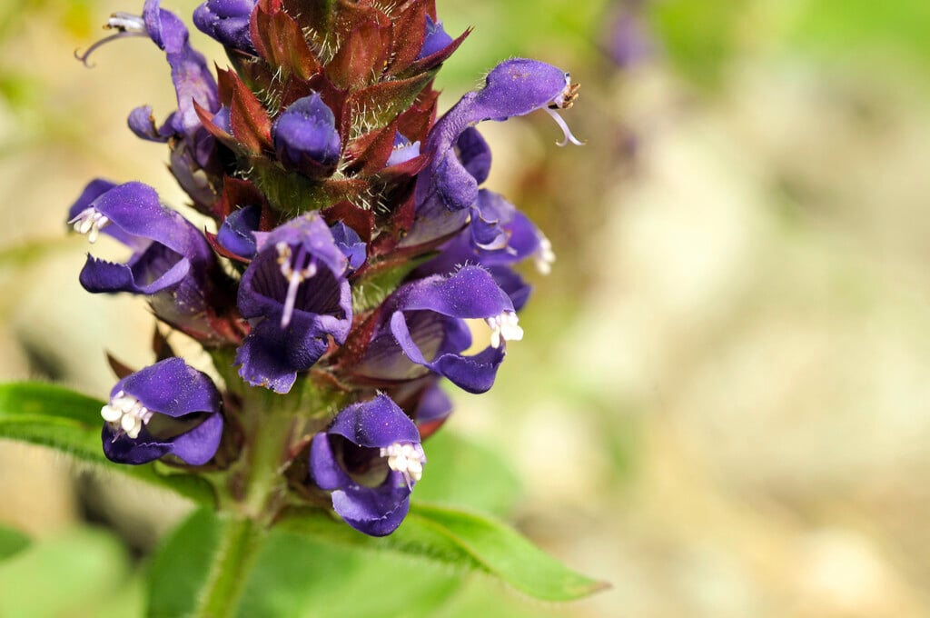 large selfheal