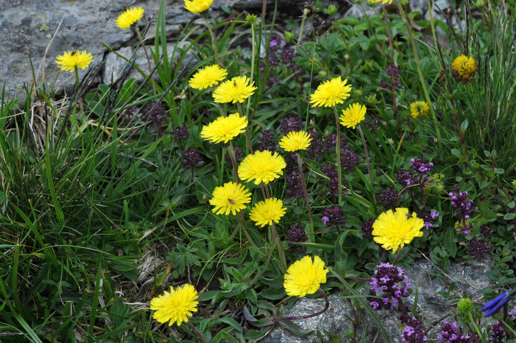 mouse-ear hawkweed