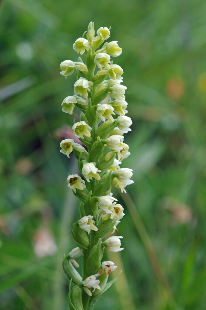 small white orchid