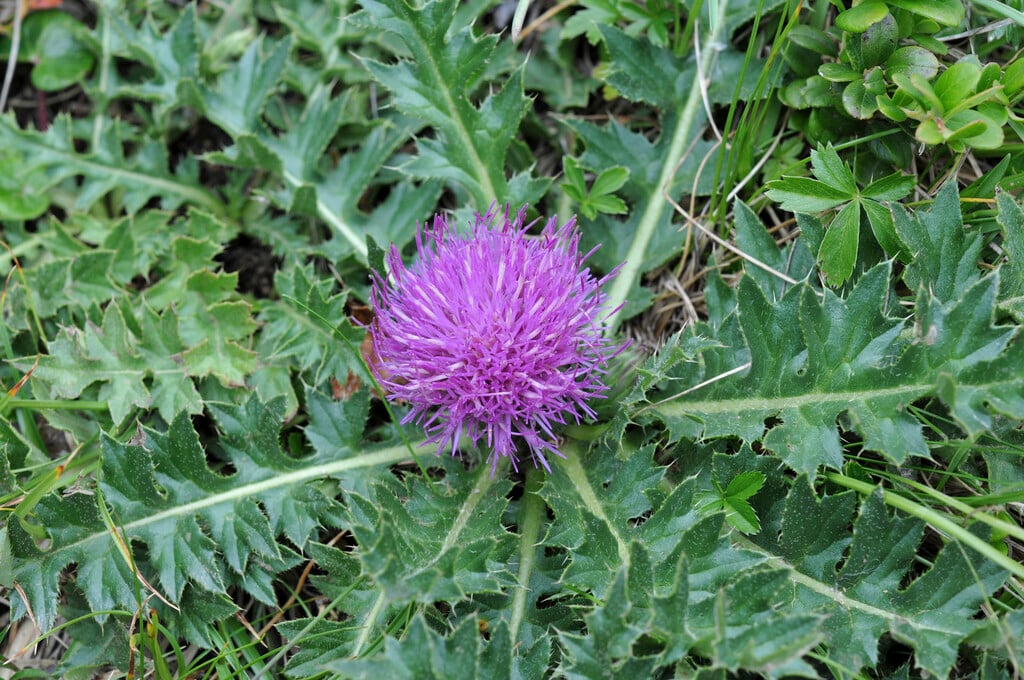 dwarf thistle