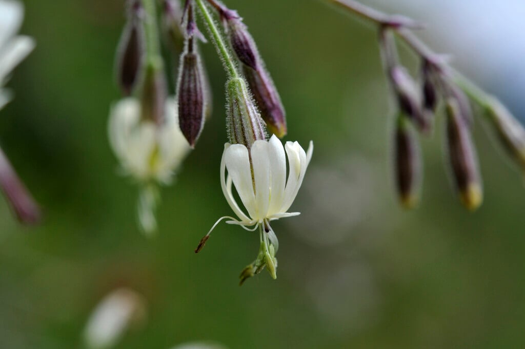 Nottingham catchfly