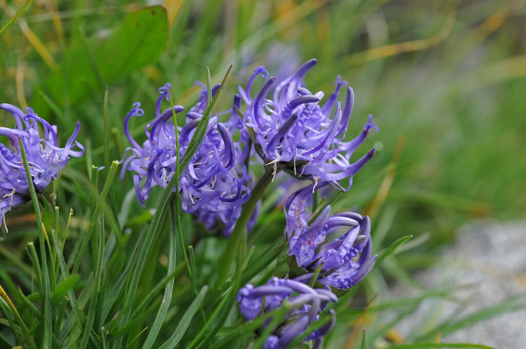 <i>Phyteuma</i> <i>hemisphaericum</i>