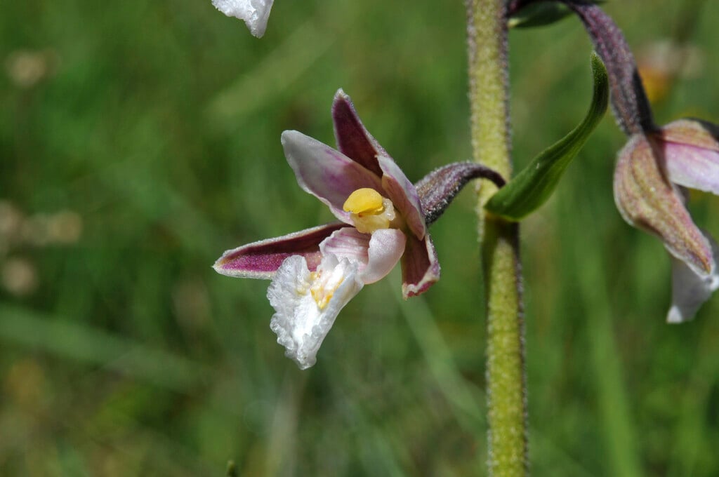 marsh helleborine