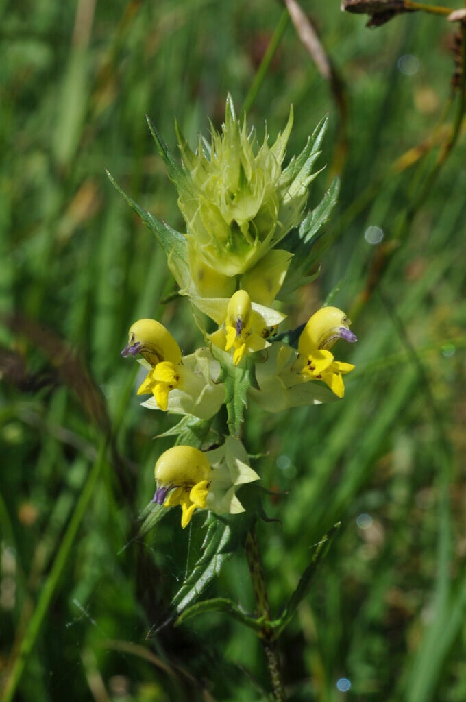 <i>Rhinanthus</i> <i>alectorolophus</i>