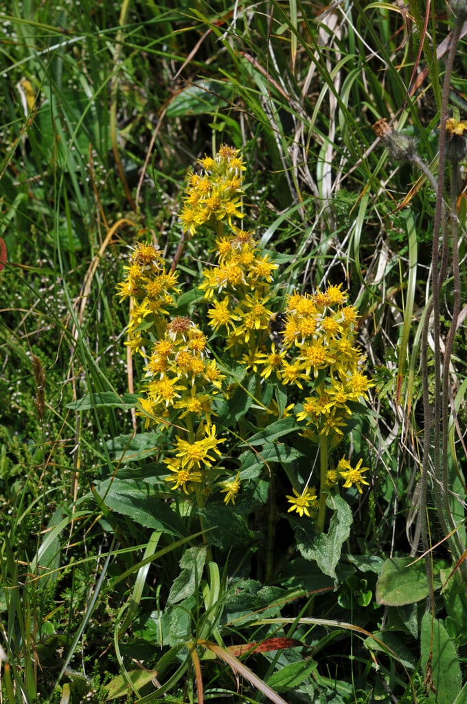 goldenrod