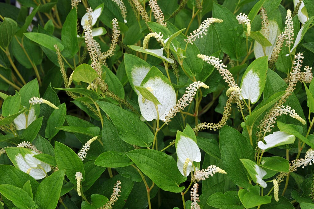 lizard's tail