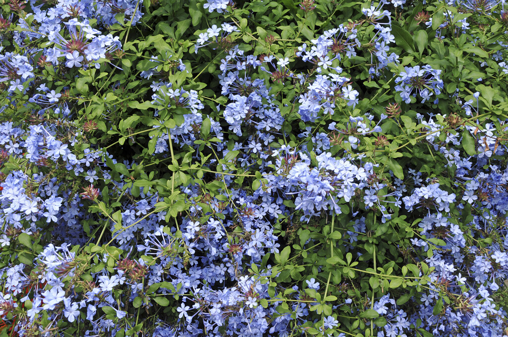 Cape leadwort