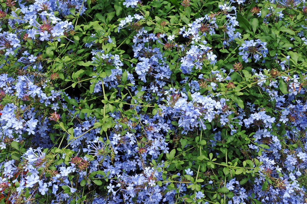 Cape leadwort