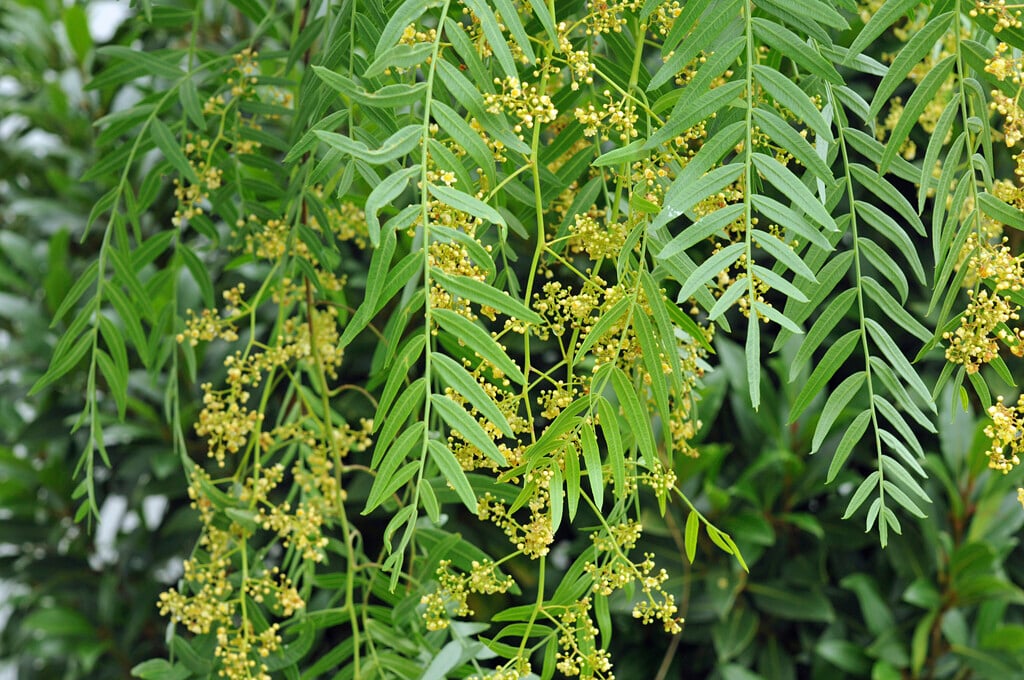 Peruvian pepper tree