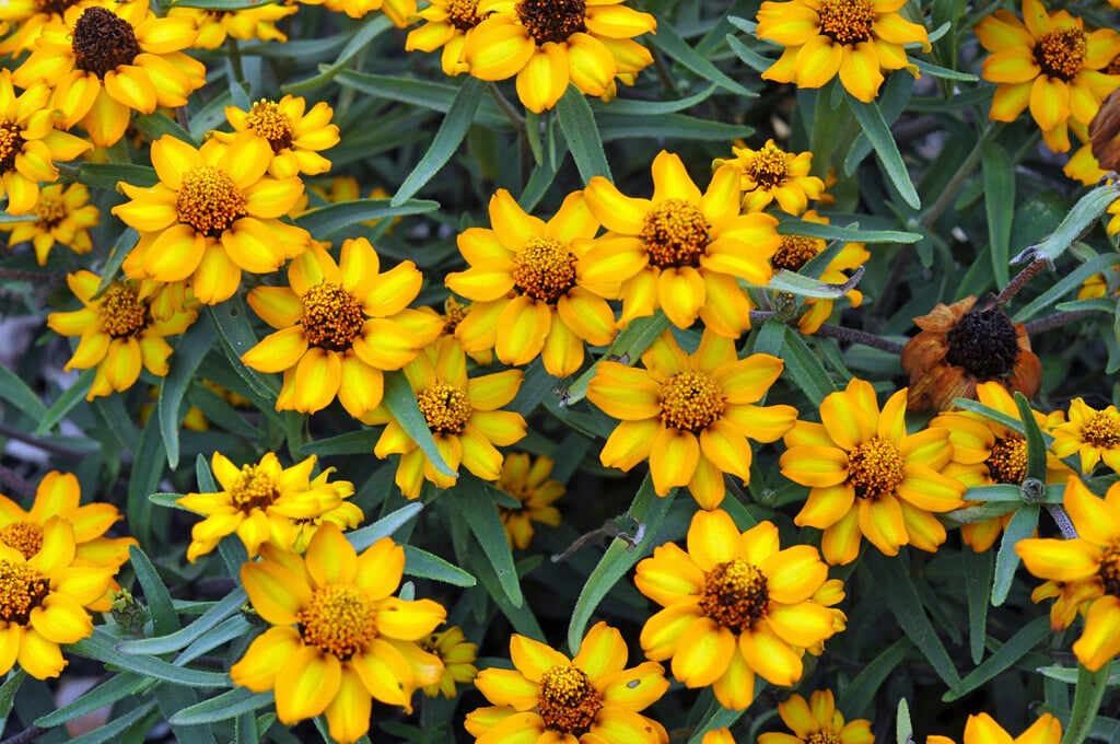 <i>Zinnia</i> <i>angustifolia</i>