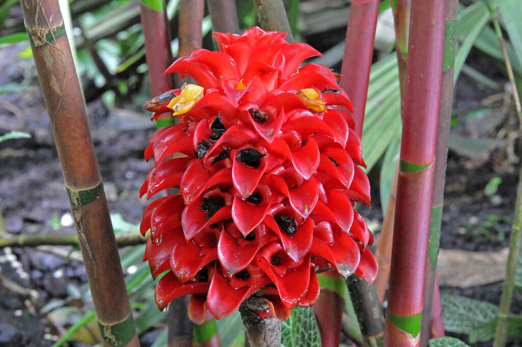pineapple ginger