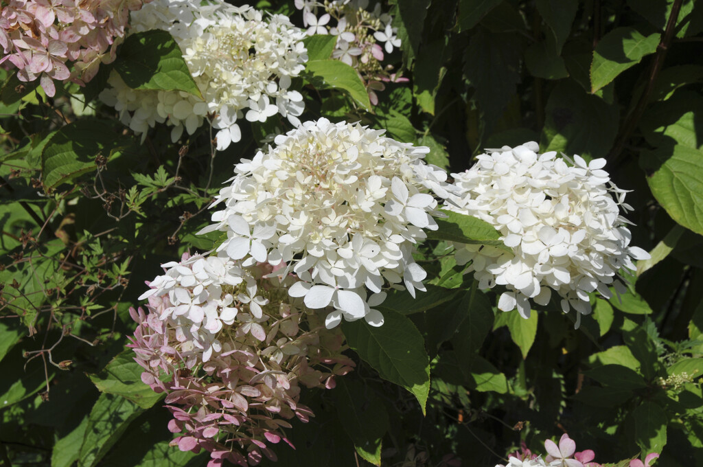 panicled hydrangea 'Mega Pearl'