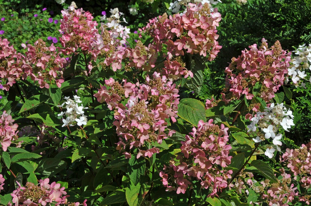 panicled hydrangea 'Ammarin'