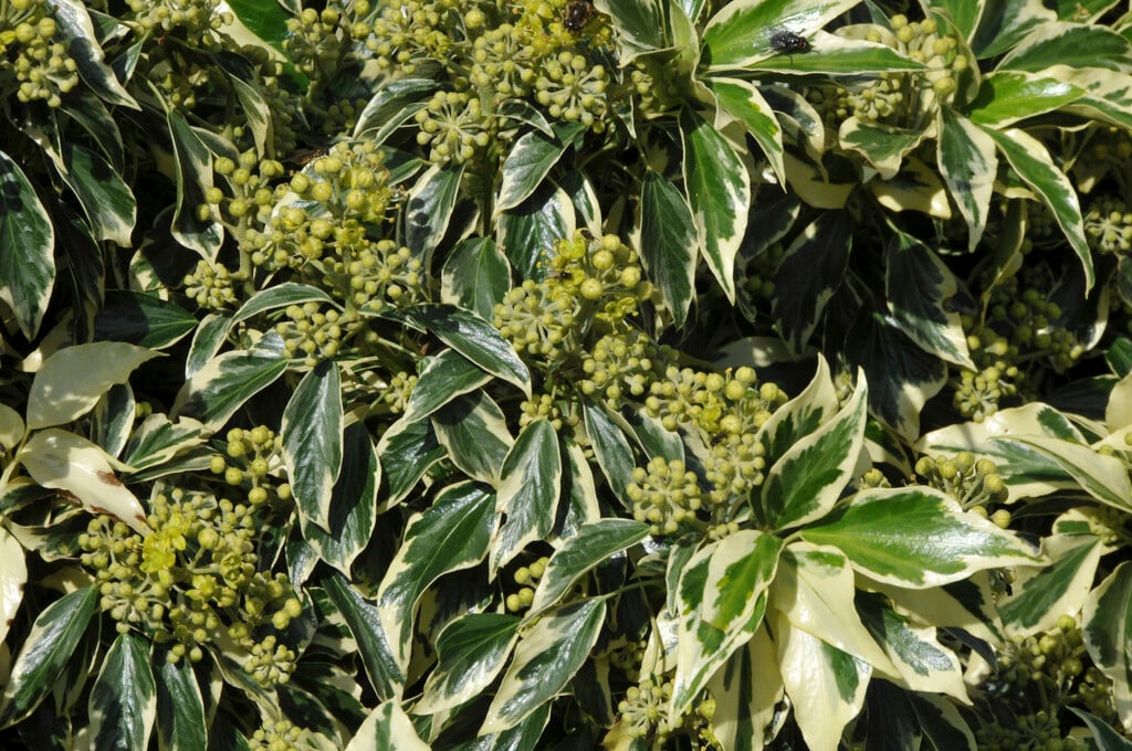 ivy 'Ice Cream'