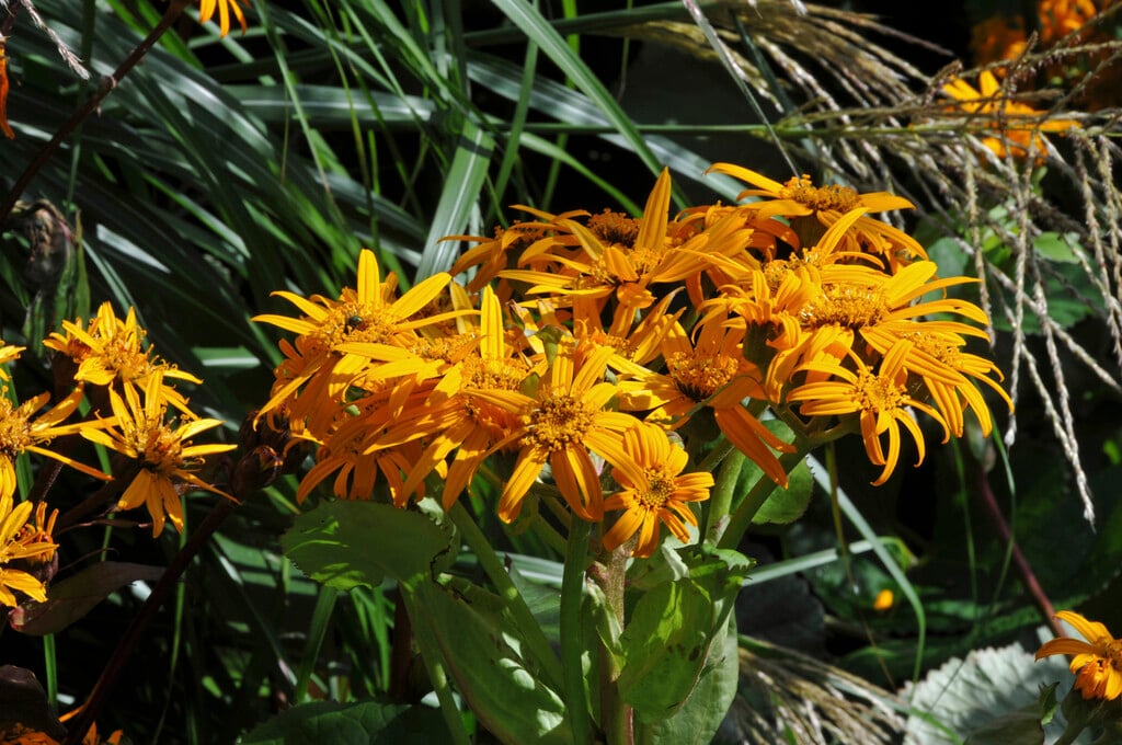 <em>Ligularia</em> <em>dentata</em> 'Orange Queen'