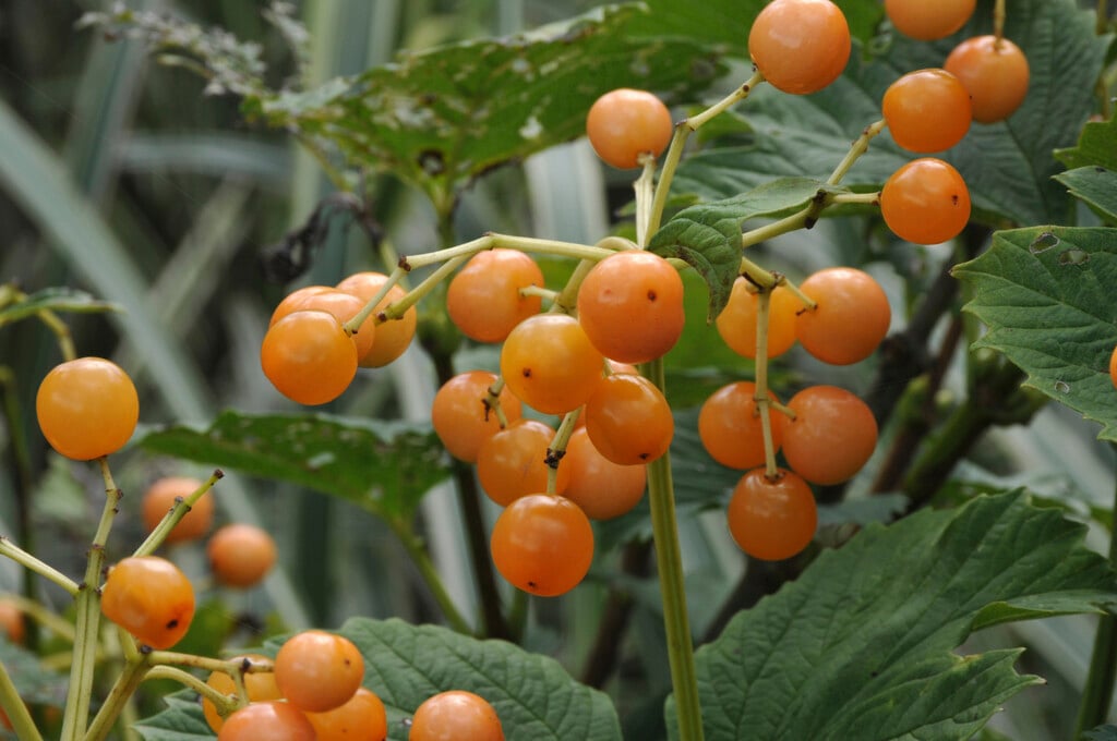 guelder rose 'Apricot'