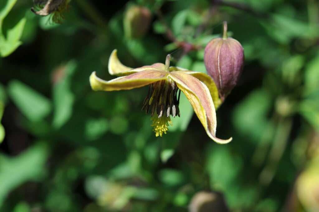 clematis 'My Angel'