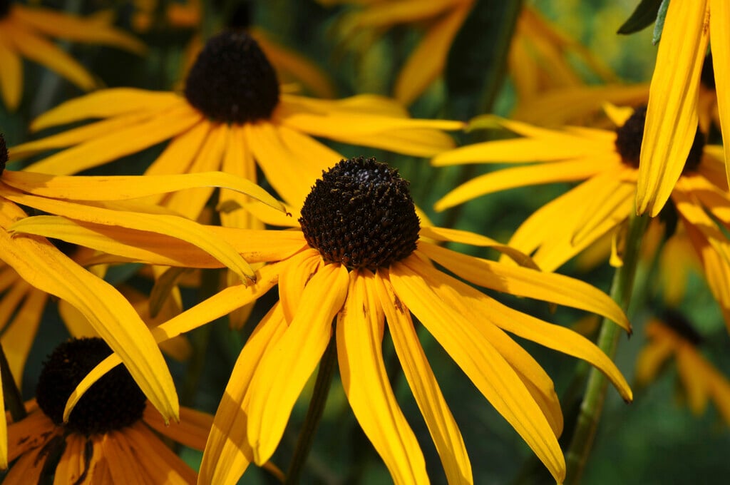 <em>Rudbeckia</em> <em>fulgida</em> var. <em>sullivantii</em> 'Pot of Gold'