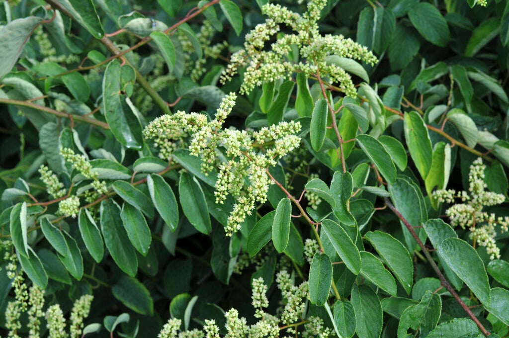 <i>Berchemia</i> <i>racemosa</i>