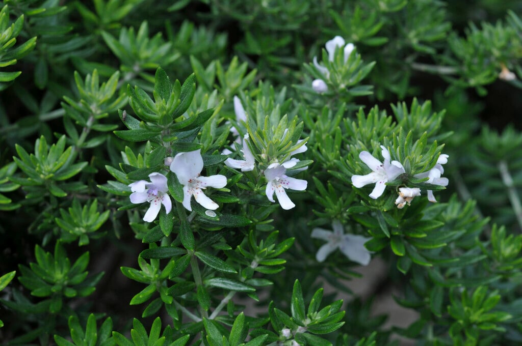 Westringia rosmariniformis Australian rosemary Shrubs/RHS Gardening