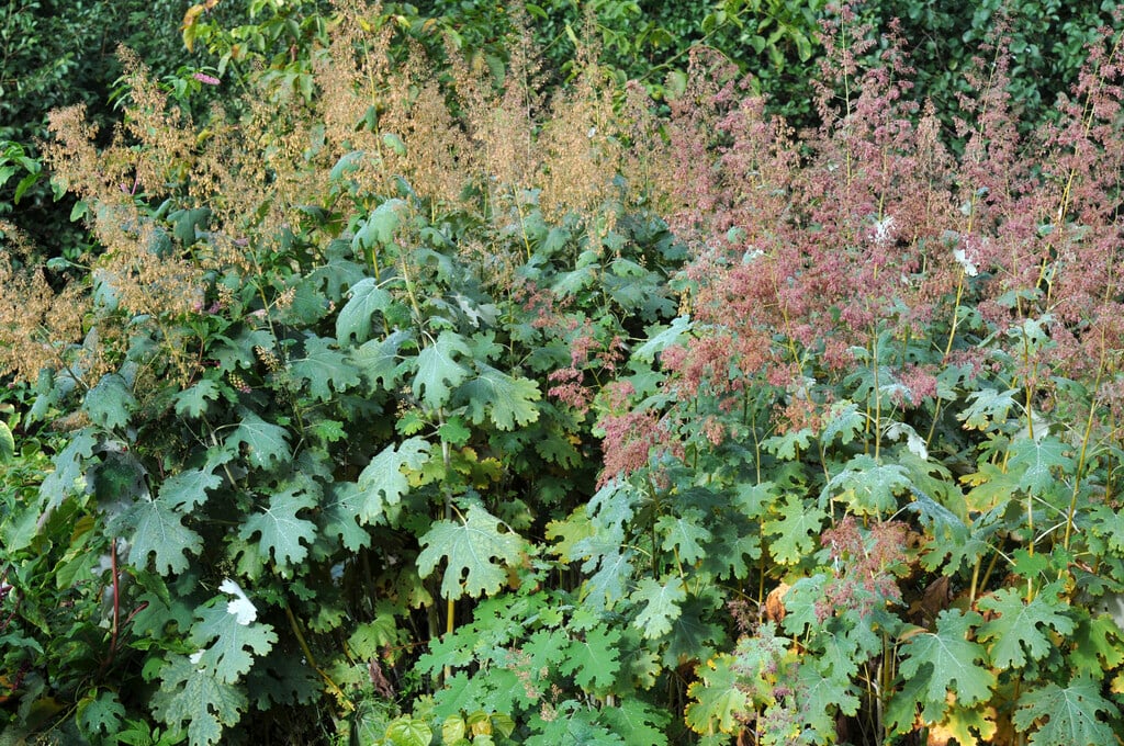 <i>Macleaya</i> <i>microcarpa</i>