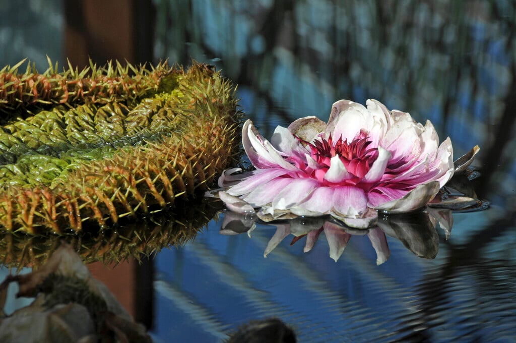 Amazon waterlily