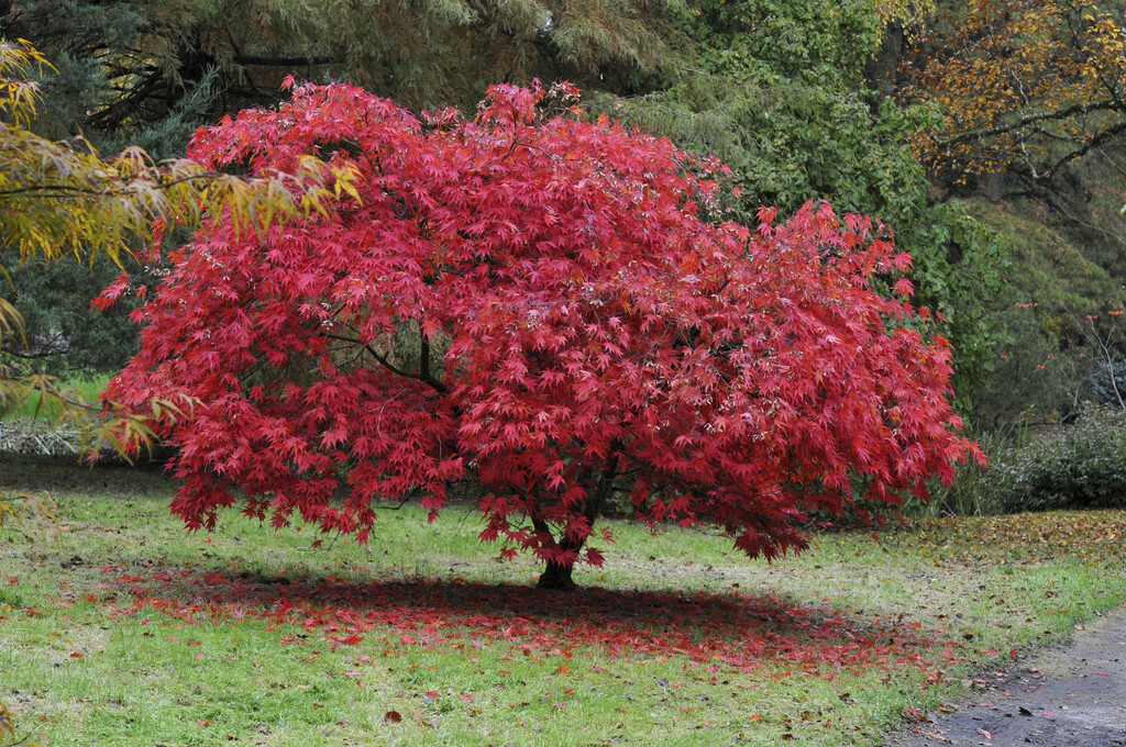 Japanese maple 'Nicholsonii'