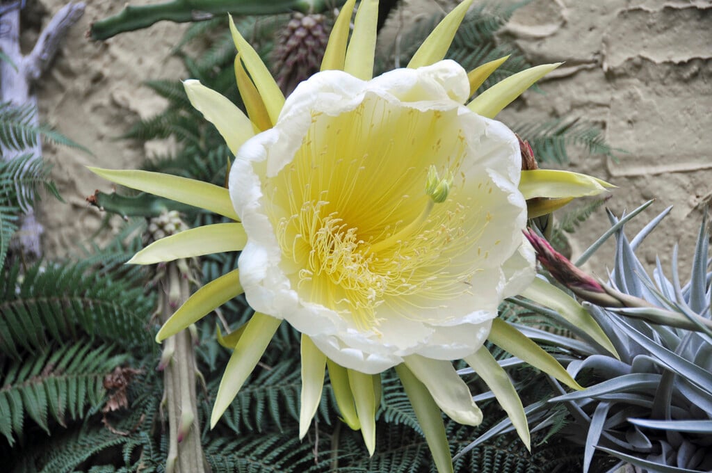 dragon fruit
