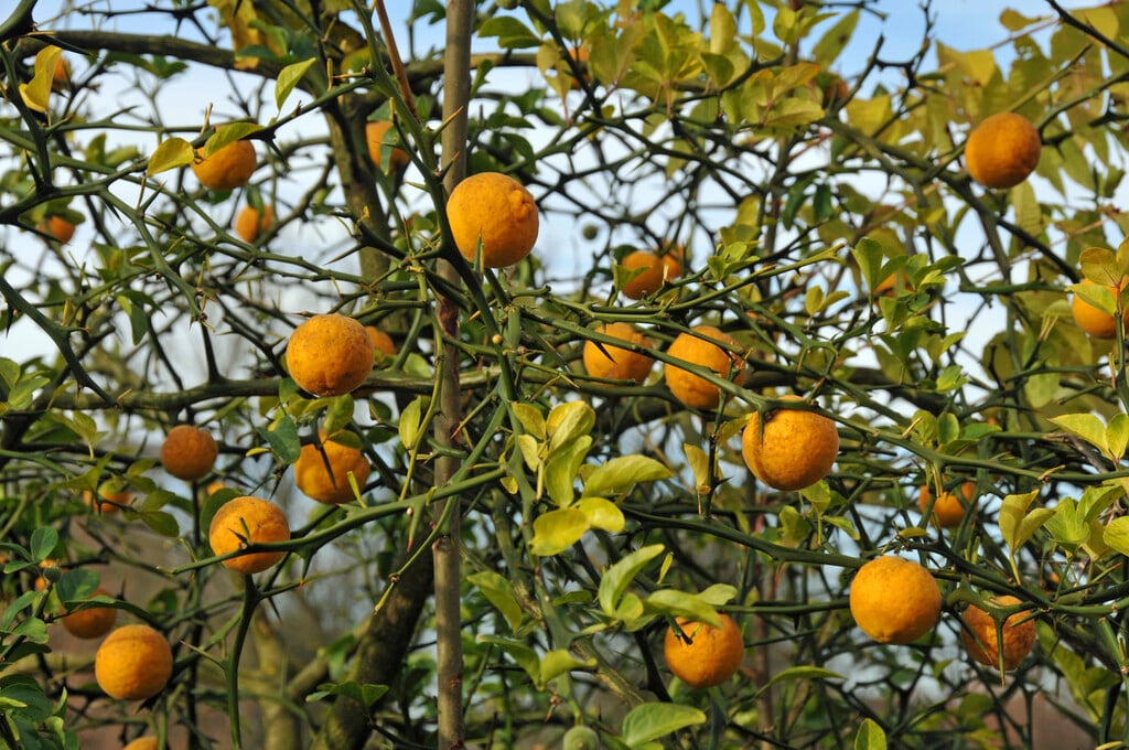 Japanese bitter orange