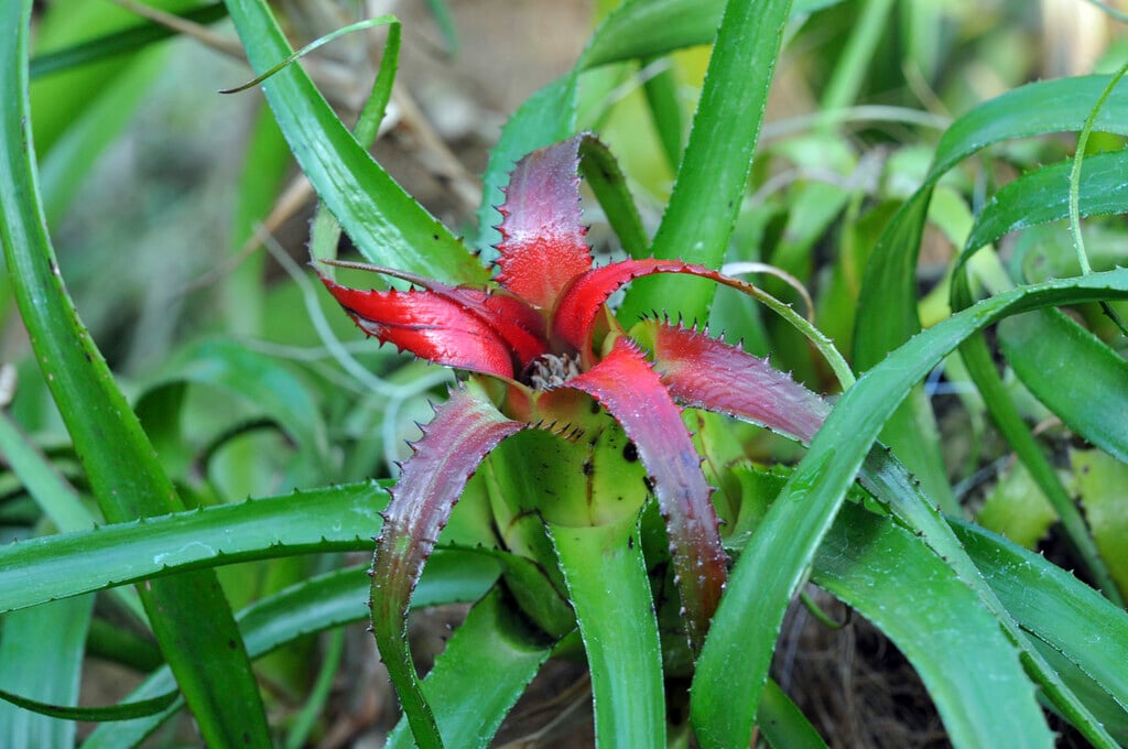 <i>Neoregelia</i> <i>pendula</i> var. <i>brevifolia</i>