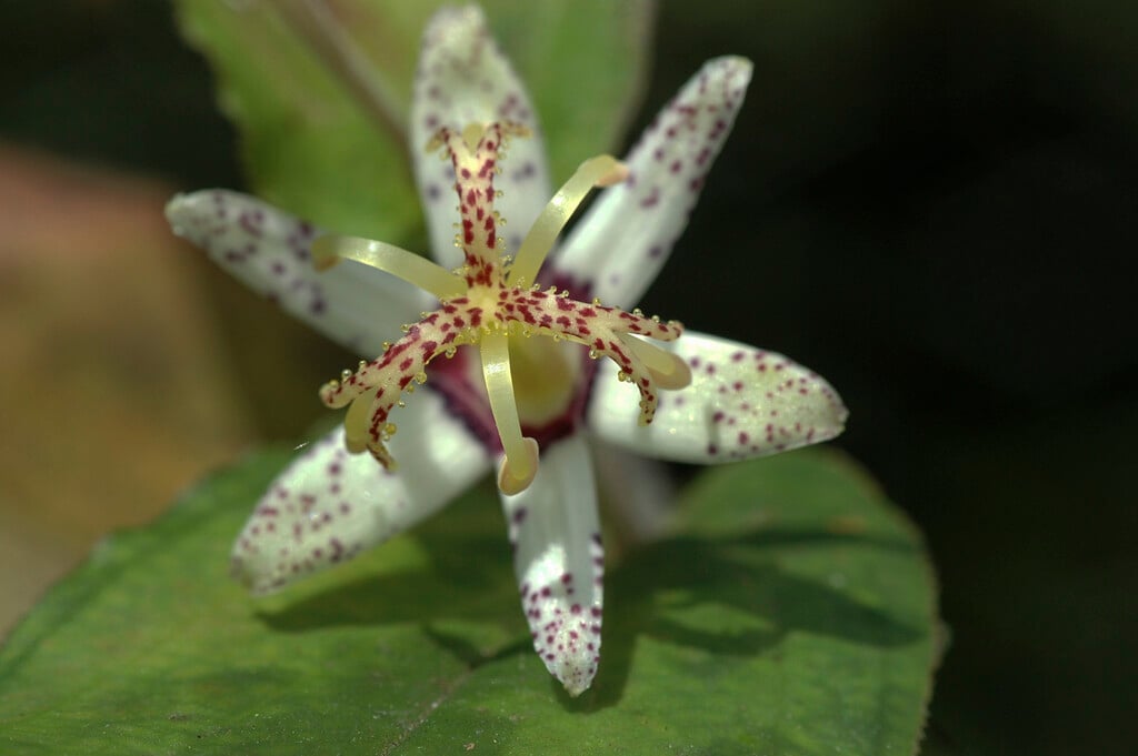 <i>Tricyrtis</i> <i>affinis</i>