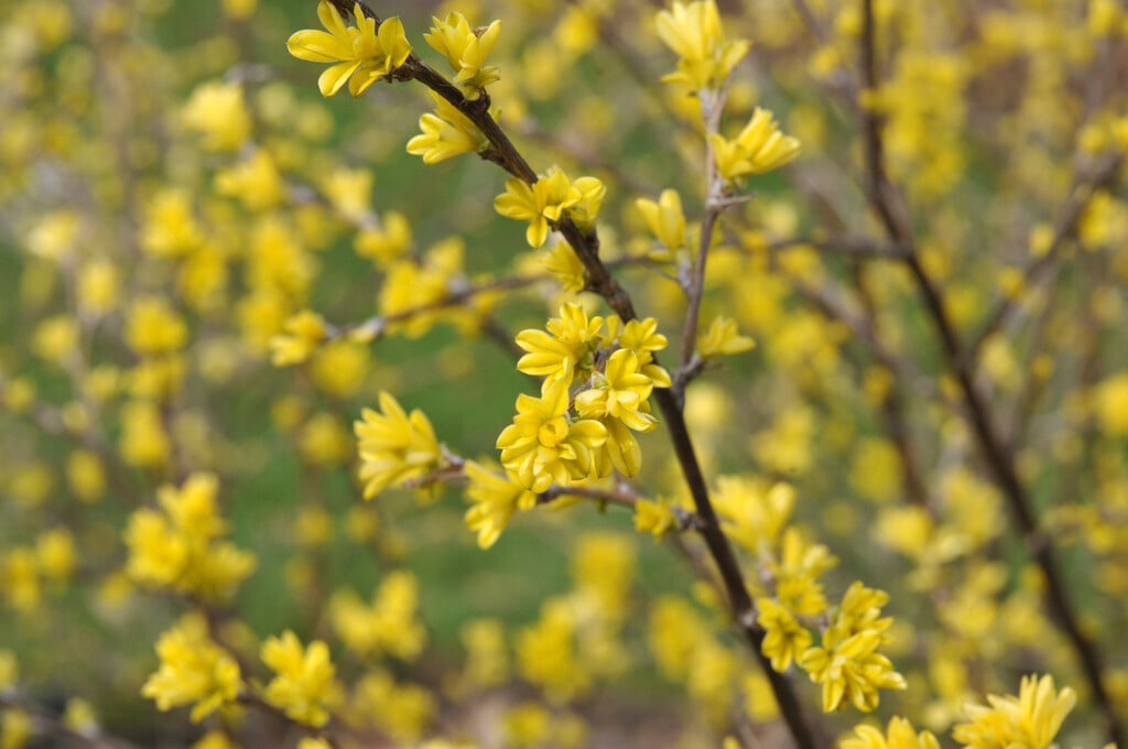 Russian pea shrub