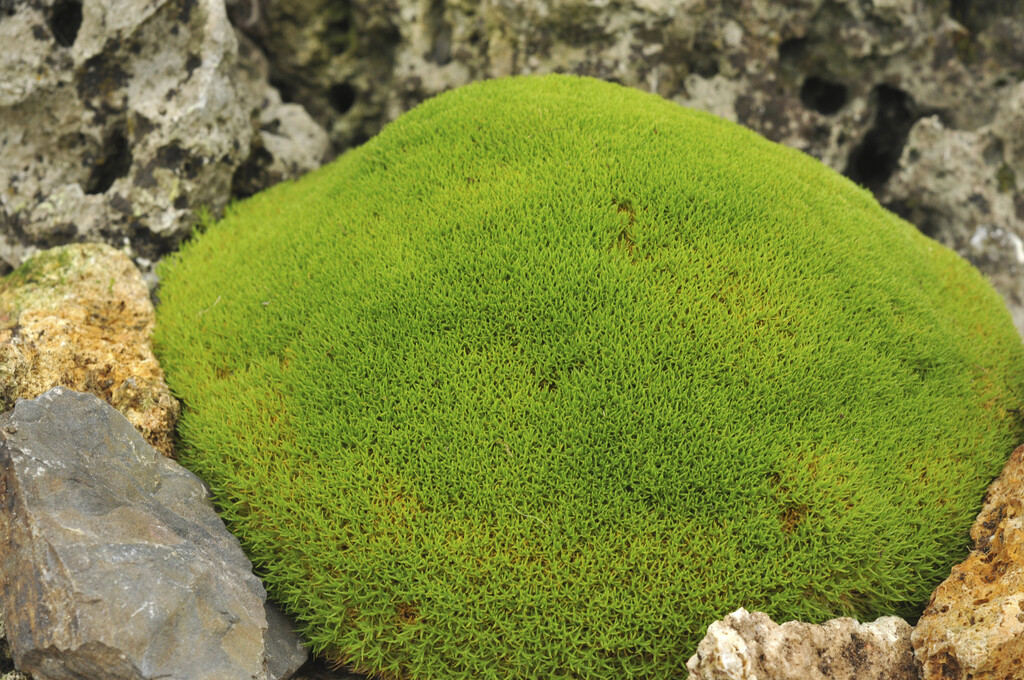single-flowered knawel