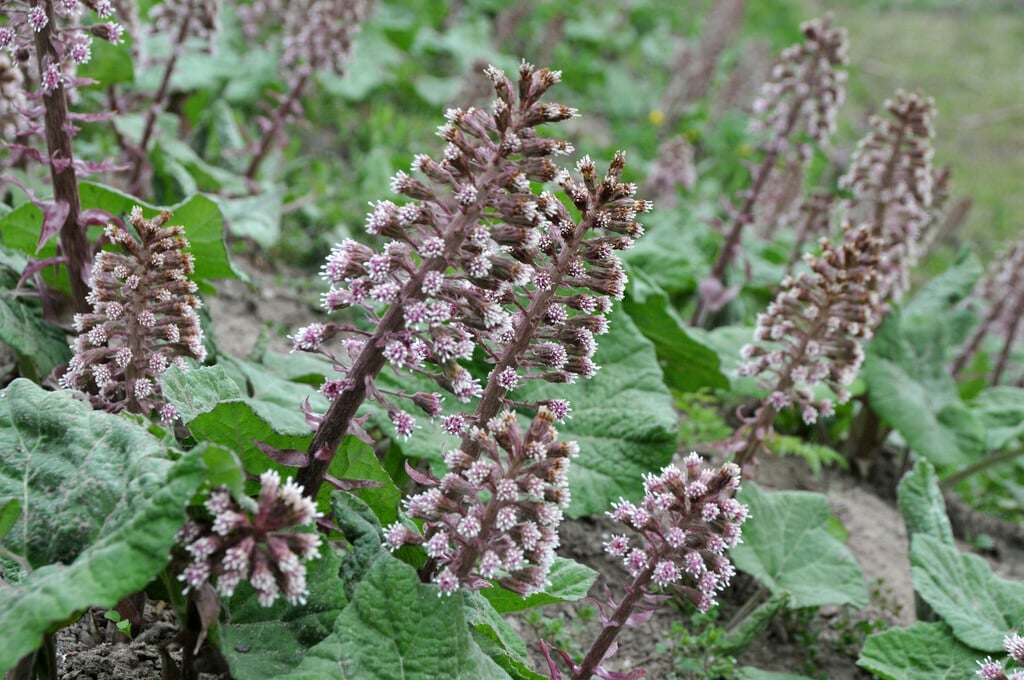 butterbur
