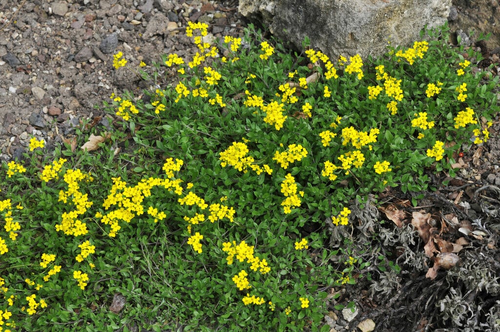 <i>Draba</i> <i>sibirica</i>