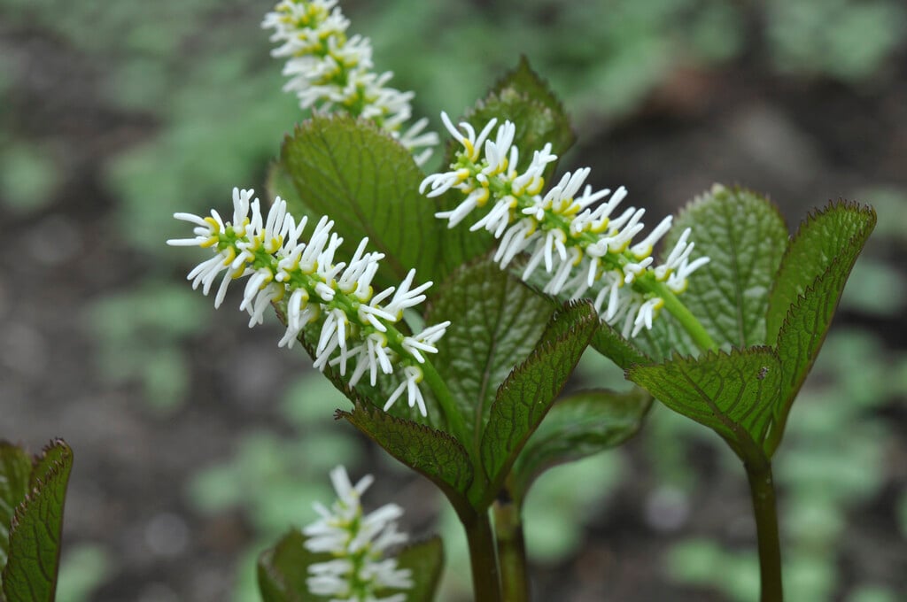 <i>Chloranthus</i> <i>japonicus</i>