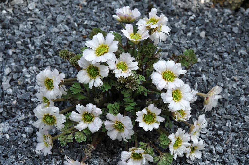 <i>Callianthemum</i> <i>anemonoides</i>