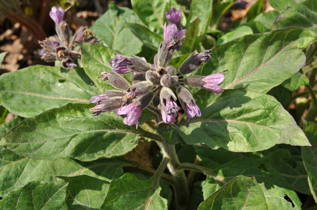 <i>Physochlaina</i> <i>orientalis</i>