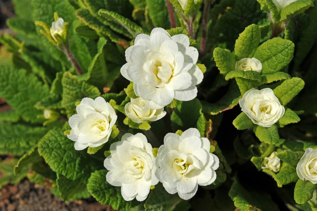 primrose 'Dawn Ansell'