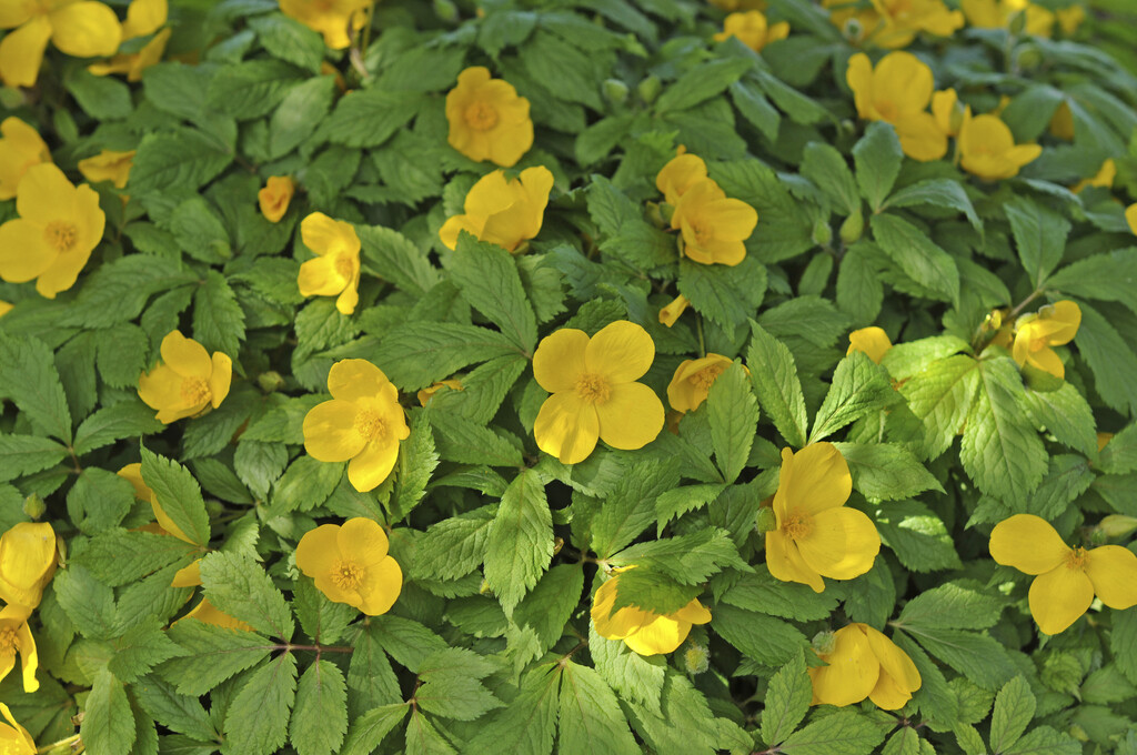 Japanese woodland poppy