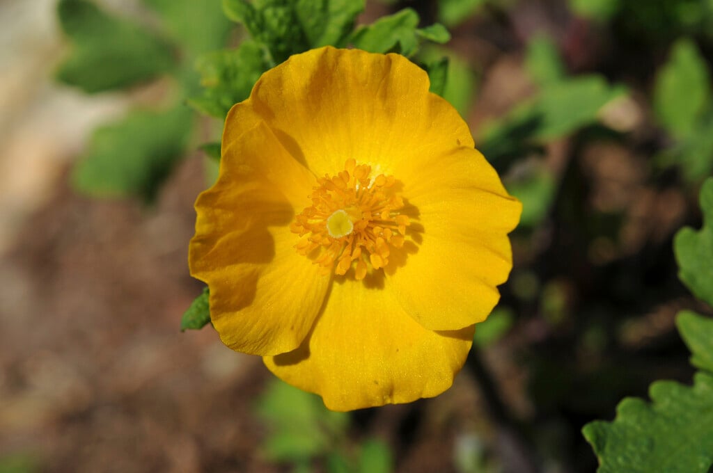 celandine poppy