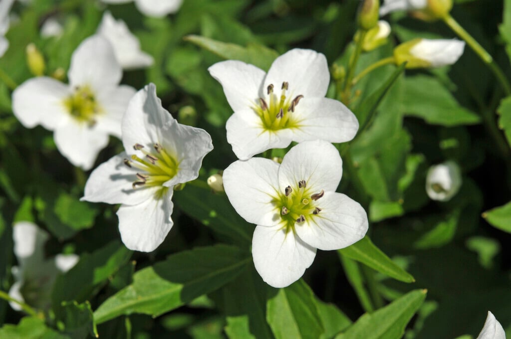 <em>Cardamine</em> <em>waldsteinii</em>