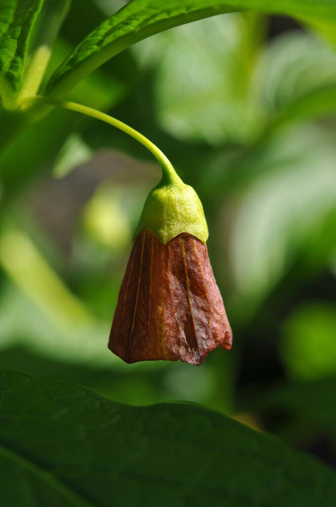 henbane bell, European scopolia