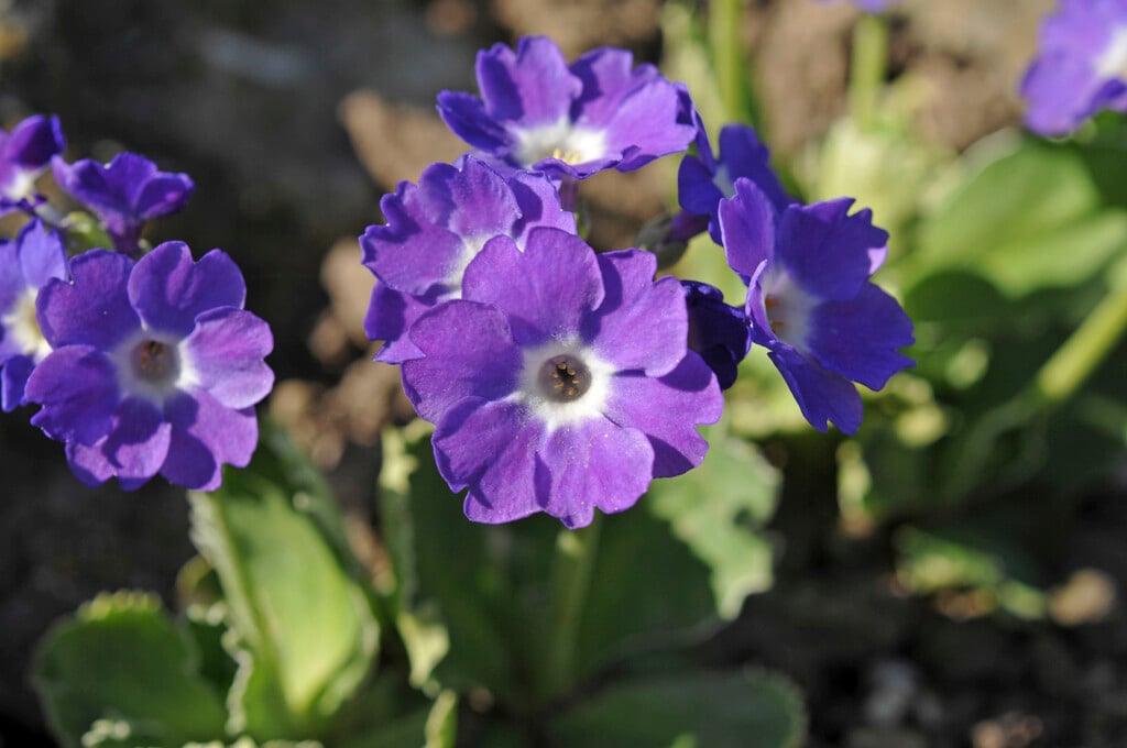 <em>Primula</em> 'Kusum Krishna' (Au)