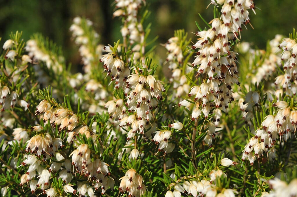 Darley Dale heath