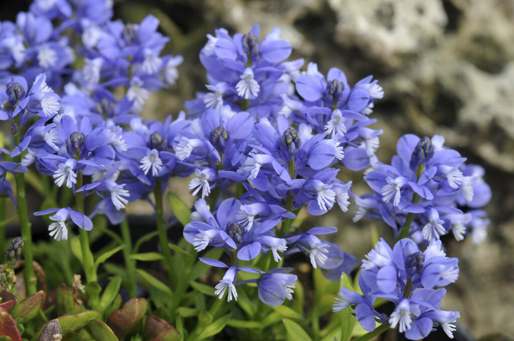 <i>Polygala</i> <i>calcarea</i> Bulley's form